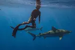 Oahu Shark Diving (No cage)