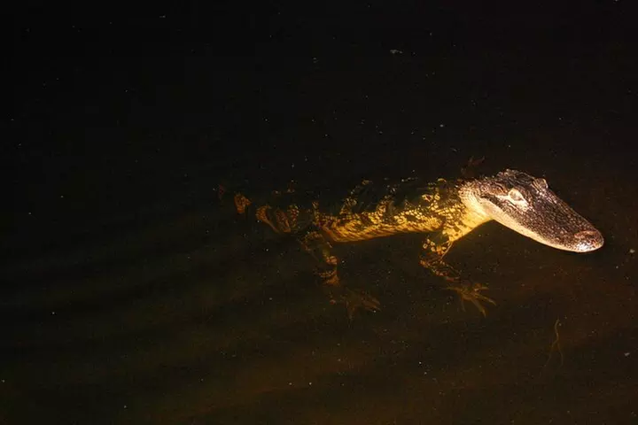 From Miami: Everglades at Night with Airboat and Alligators Tour