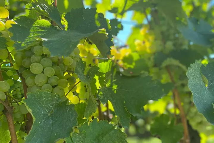 Virginia Wineries Tour