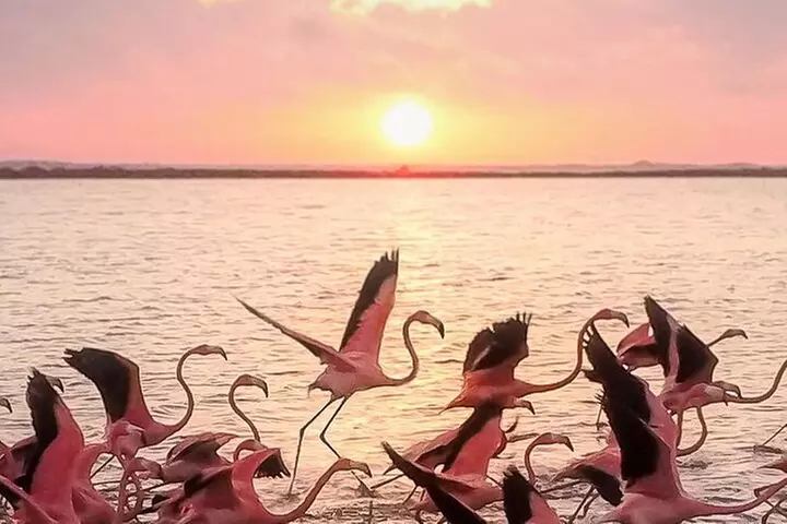 Rio Lagartos and Las Coloradas Day Tour from Cancun