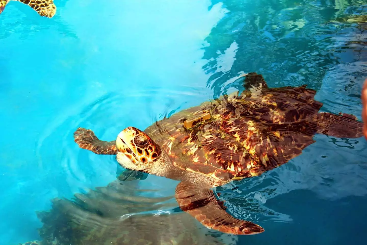 ✈ BRASILE | Da Rio a Salvador de Bahia - I Classici del Brasile 4*,...