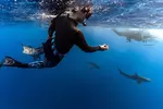 Oahu Shark Diving (No cage)