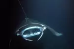 Sunset Manta Ray Tour in Kailua-Kona