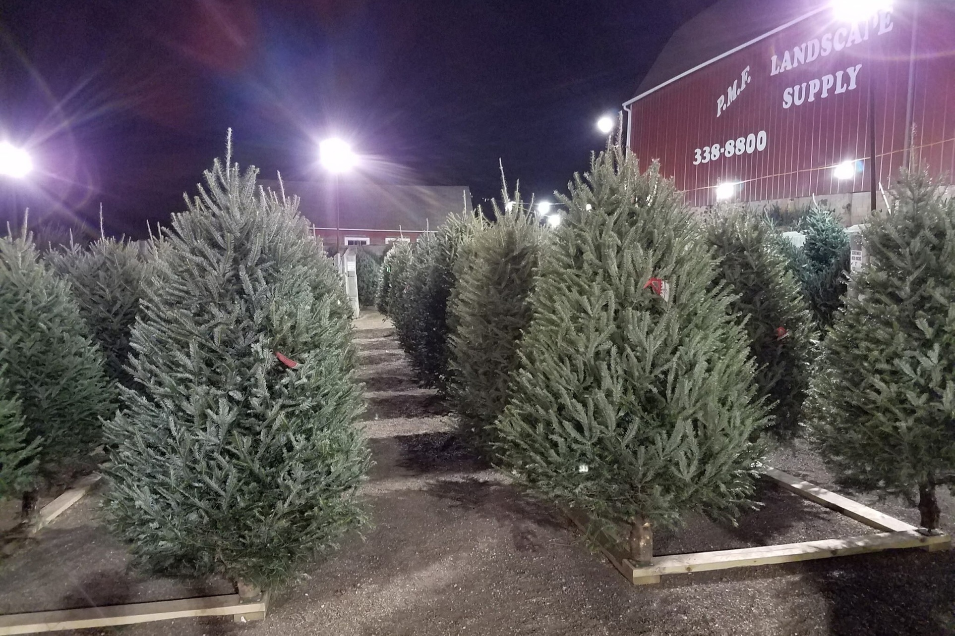 $20 For A Christmas Tree (Reg. $40)