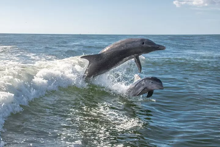 Anna Maria Island Dolphin Sightseeing Adventure