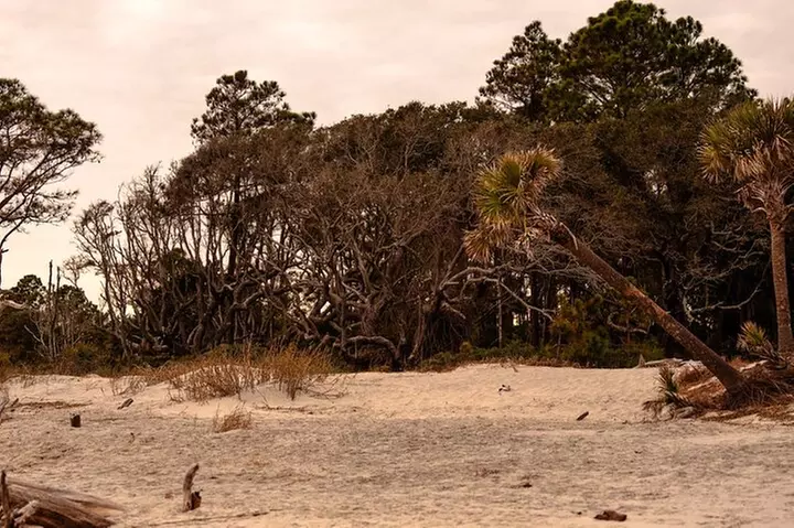Dolphin Discovery Sunset Cruise