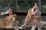 $20 For A Zoo Admission, Wild Adventure Mini-Golf & Parakeet Jungle...