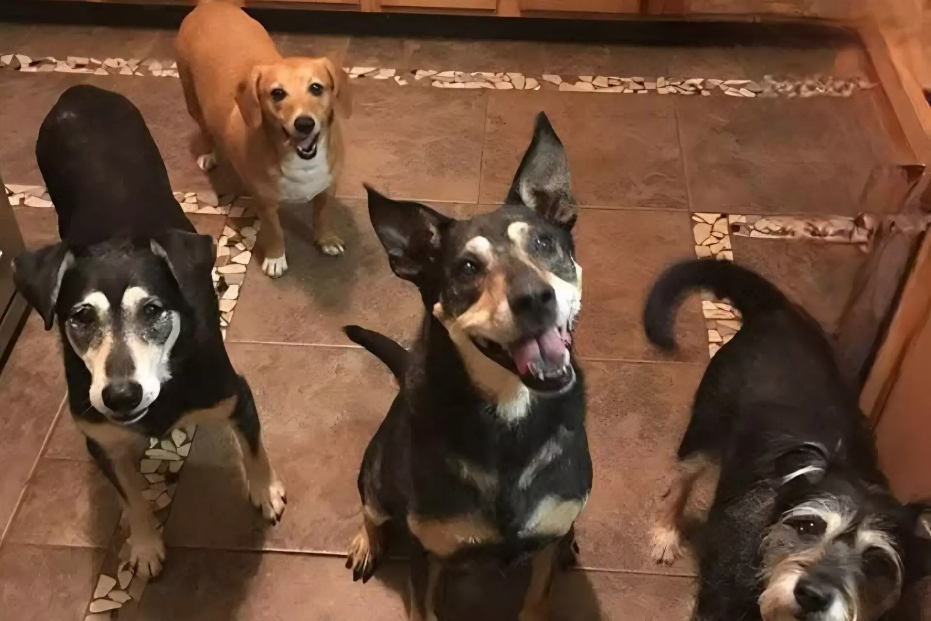 $30 For 1 Day/Night Pet Boarding (Large Dog) (Reg. $60)