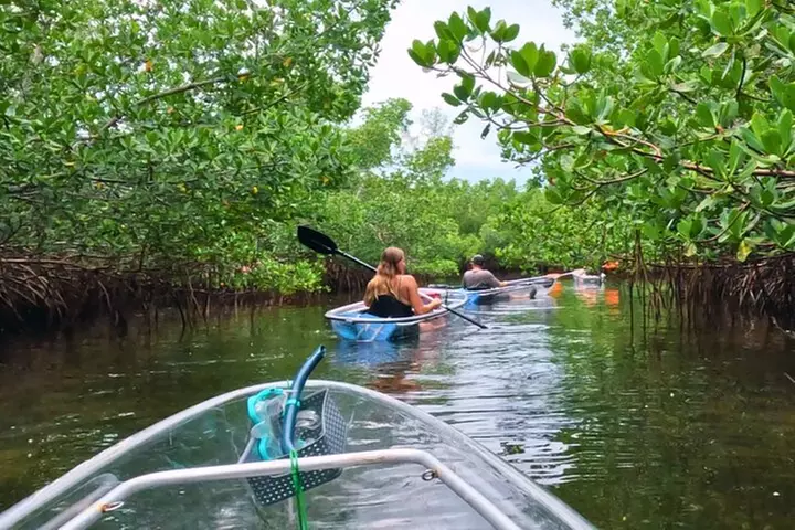 2-Hour Clear Kayak Mangrove Tunnel Eco Tour - Sarasota