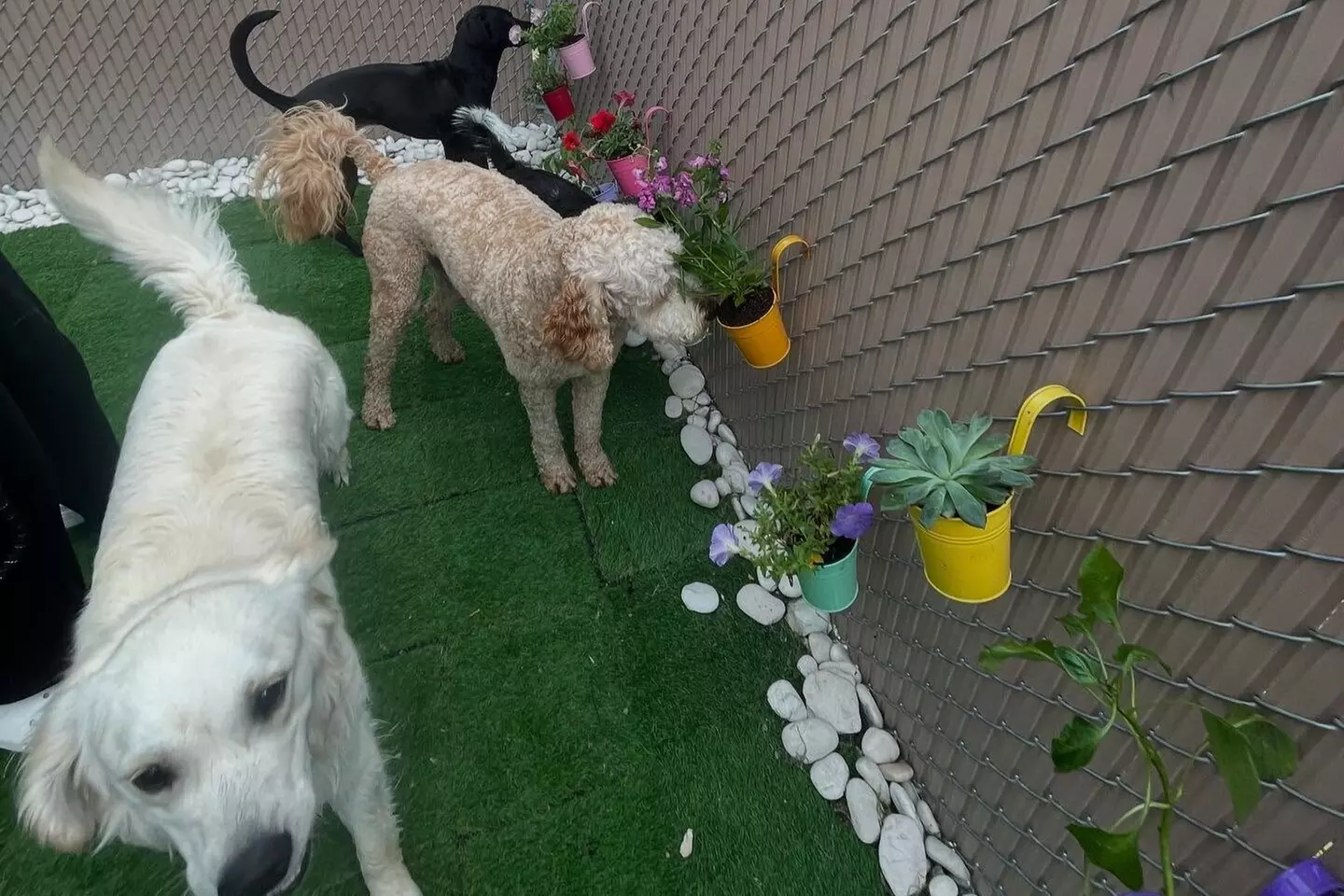 $32.50 For $65 Toward Boarding