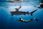 Oahu Shark Diving (No cage)