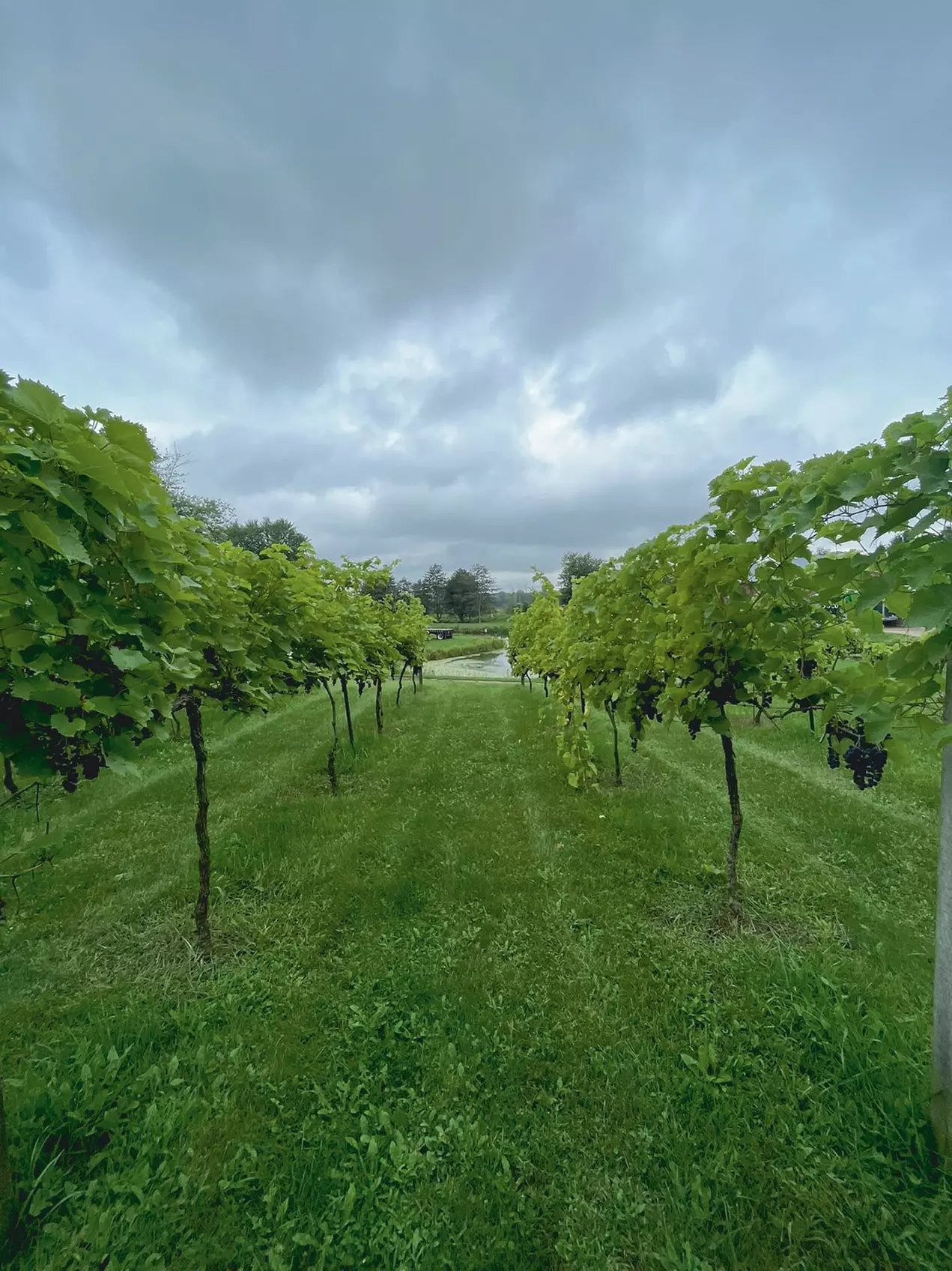 $20 For Wine Or Mead Tasting Flight Of 6 For 4 People (Reg. $40)