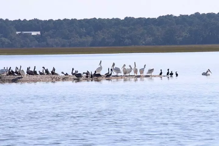 Capers Island Wildlife Exploration