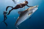 Oahu Shark Diving (No cage)