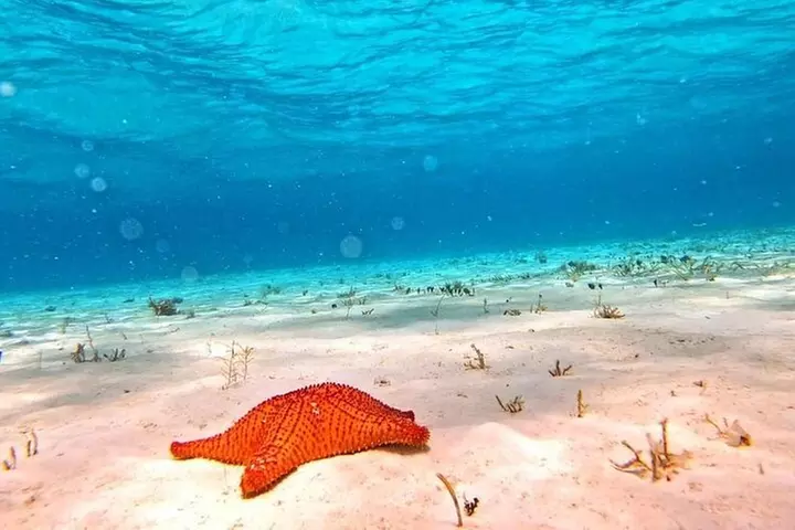 Discover El Cielo and Cozumel Snorkeling Adventure