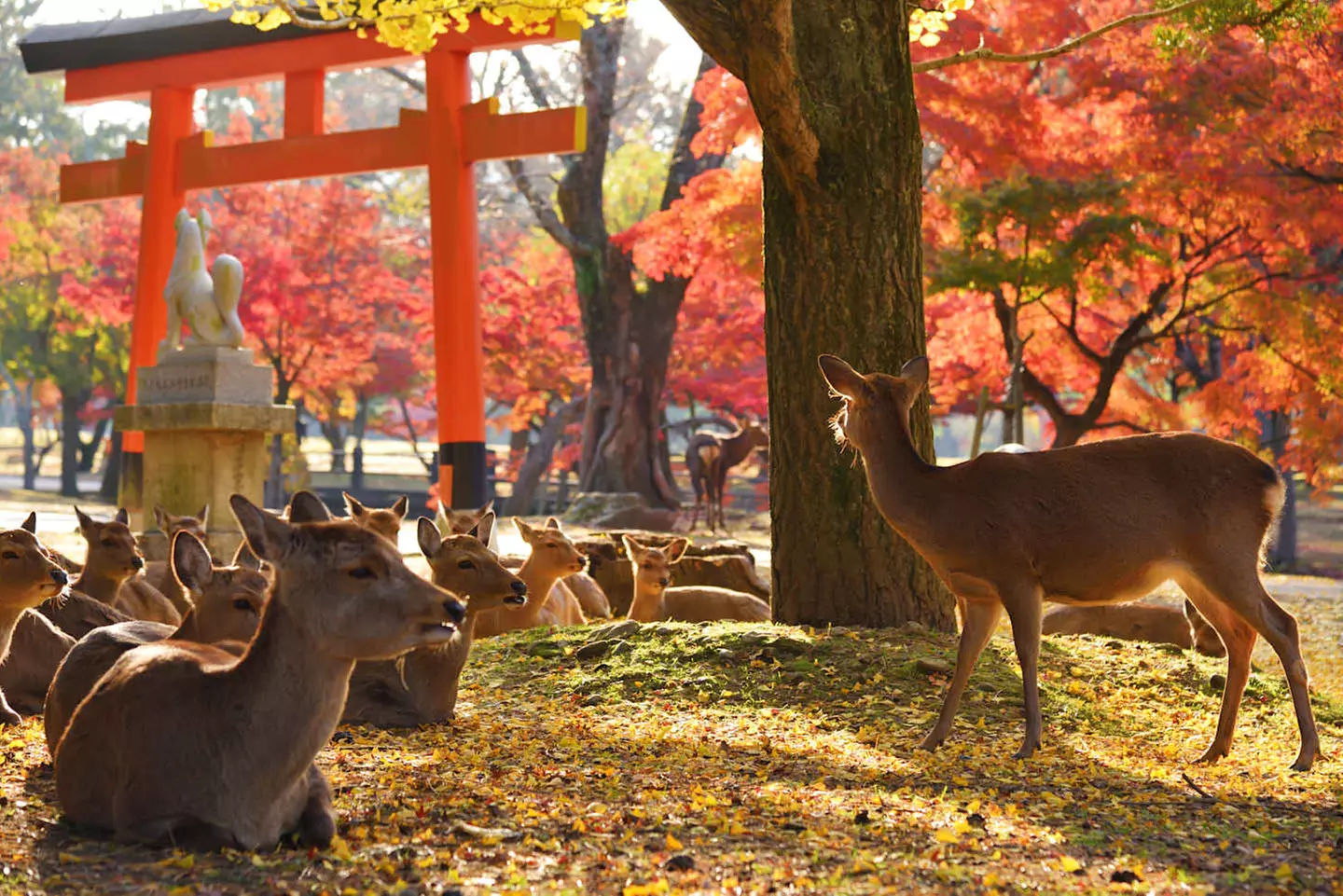 ✈ SINGAPORE E GIAPPONE | Da Singapore a Osaka - Scopri Singapore e ...