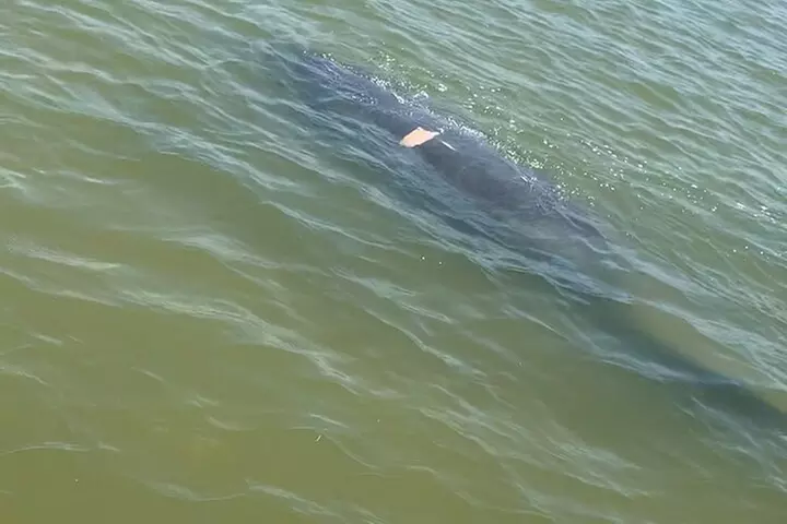 New Smyrna Dolphin and Manatee Kayak and SUP Adventure Tour