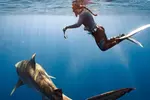 Oahu Shark Diving (No cage)
