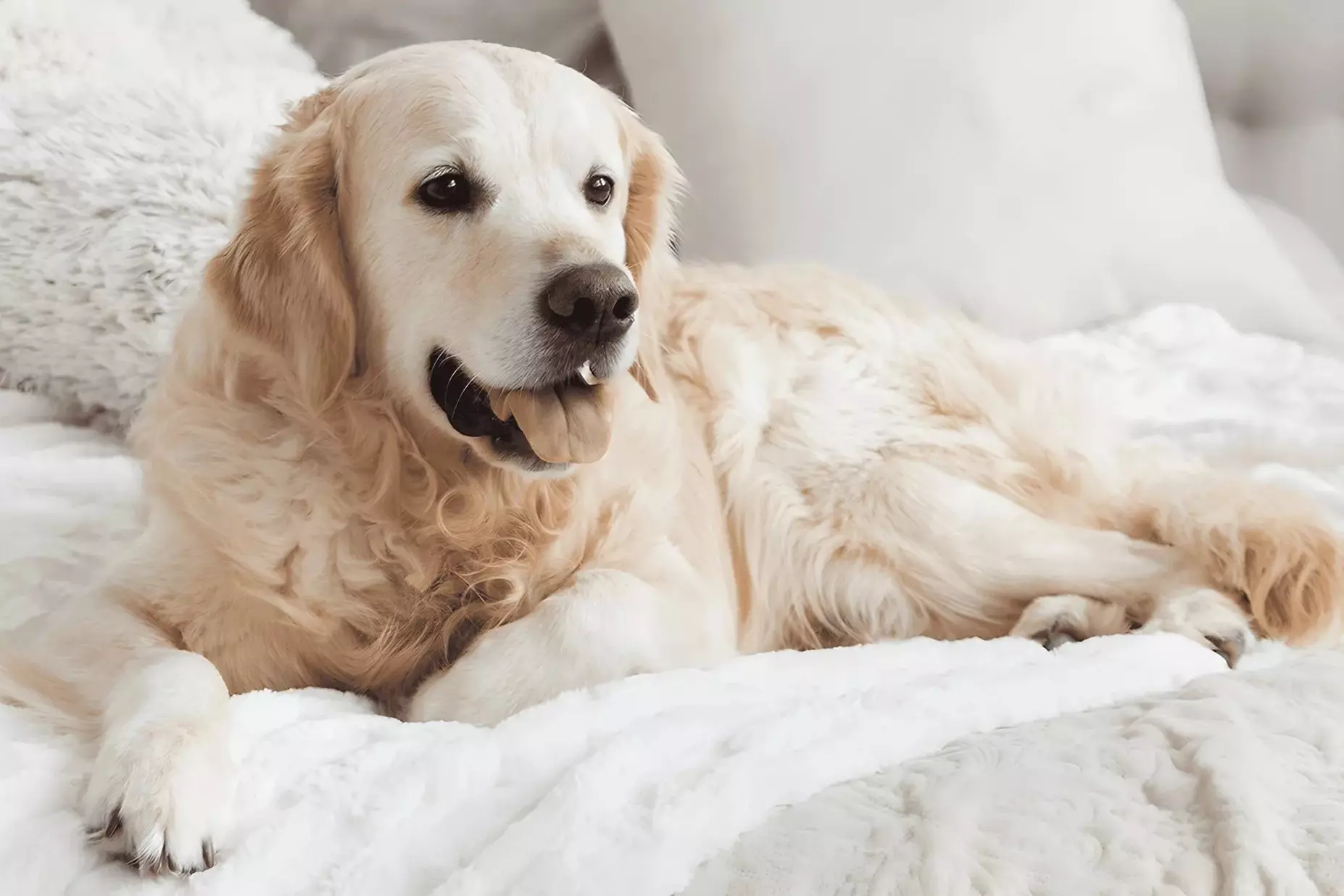 $32.50 For $65 Toward Boarding