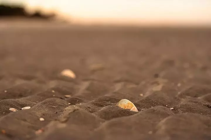 Dolphin Discovery Sunset Cruise