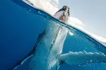 2-Hour Oahu Whale Watch from Ala Wai Harbor, Waikiki
