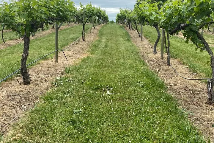 Virginia Wineries Tour