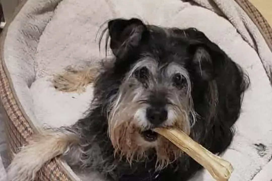 $30 For 1 Day/Night Pet Boarding (Large Dog) (Reg. $60)