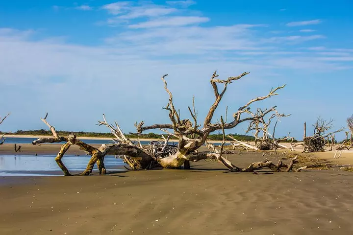 Capers Island Wildlife Exploration