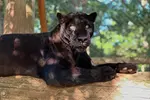 $20 For A Zoo Admission, Wild Adventure Mini-Golf & Parakeet Jungle...