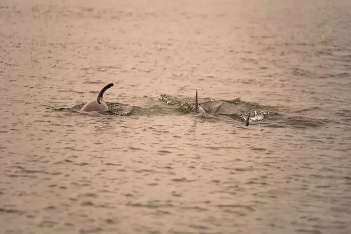 Dolphin Discovery Sunset Cruise