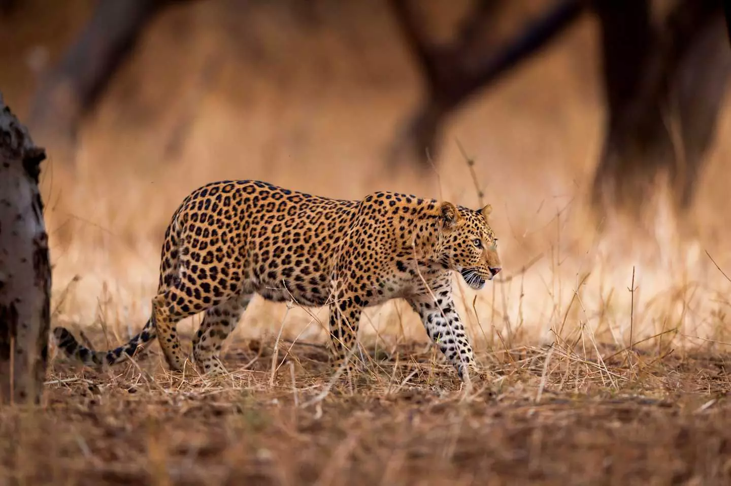 ✈ INDIEN | Von Bombay nach Delhi - Das Majestätische Indien, 12 Näc...