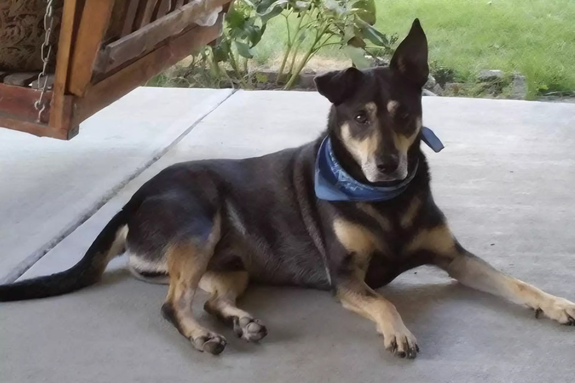 $30 For 1 Day/Night Pet Boarding (Large Dog) (Reg. $60)