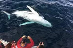 2-Hour Oahu Whale Watch from Ala Wai Harbor, Waikiki