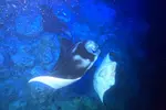 Sunset Manta Ray Tour in Kailua-Kona