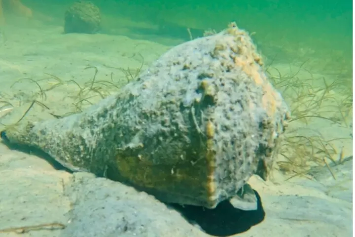 3-Hour Clear Kayak Beach Hopping Adventure in Sarasota