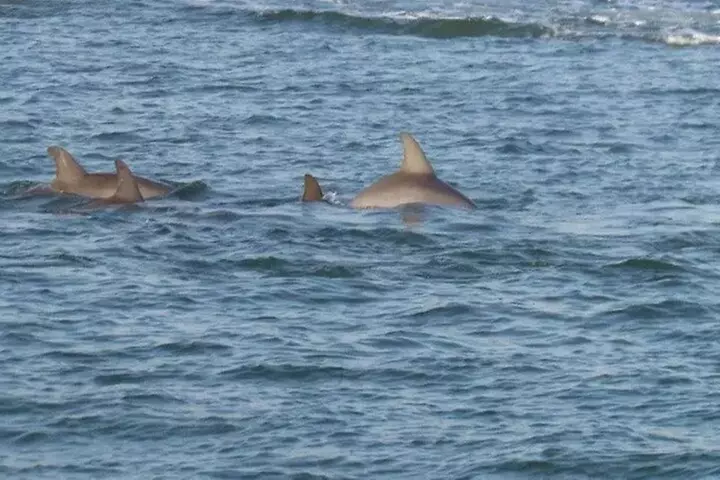 Dolphin Discovery Sunset Cruise