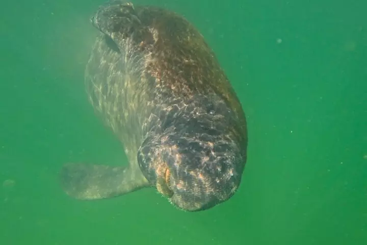 2-Hour Clear Kayak Mangrove Tunnel Eco Tour - Sarasota