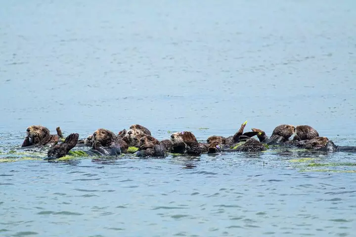 Wildlife Safari Boat Tour in Scenic Monterey Bay Wetland