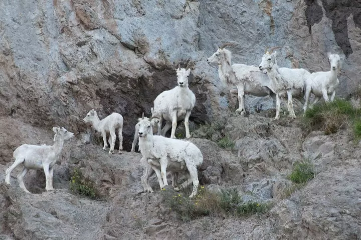 Whittier to Anchorage Wildlife Extravaganza