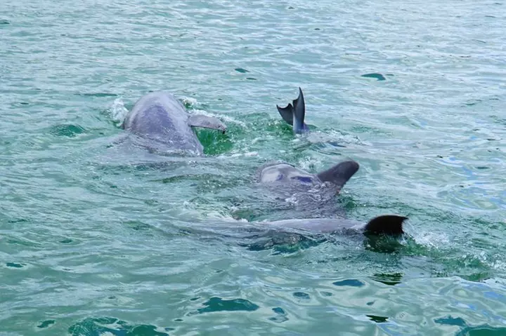 Anna Maria Island Dolphin Sightseeing Adventure