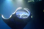 Sunset Manta Ray Tour in Kailua-Kona