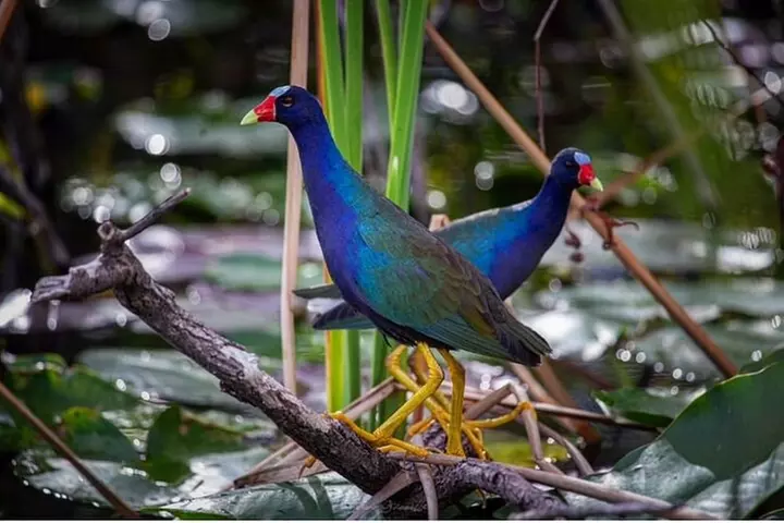90 Minute Small Group Semi Private Airboat Tour