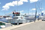 2-Hour Oahu Whale Watch from Ala Wai Harbor, Waikiki