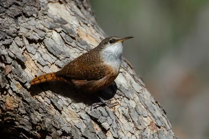Black Canyon of the Gunnison NP Self-Guided Driving Audio Tour