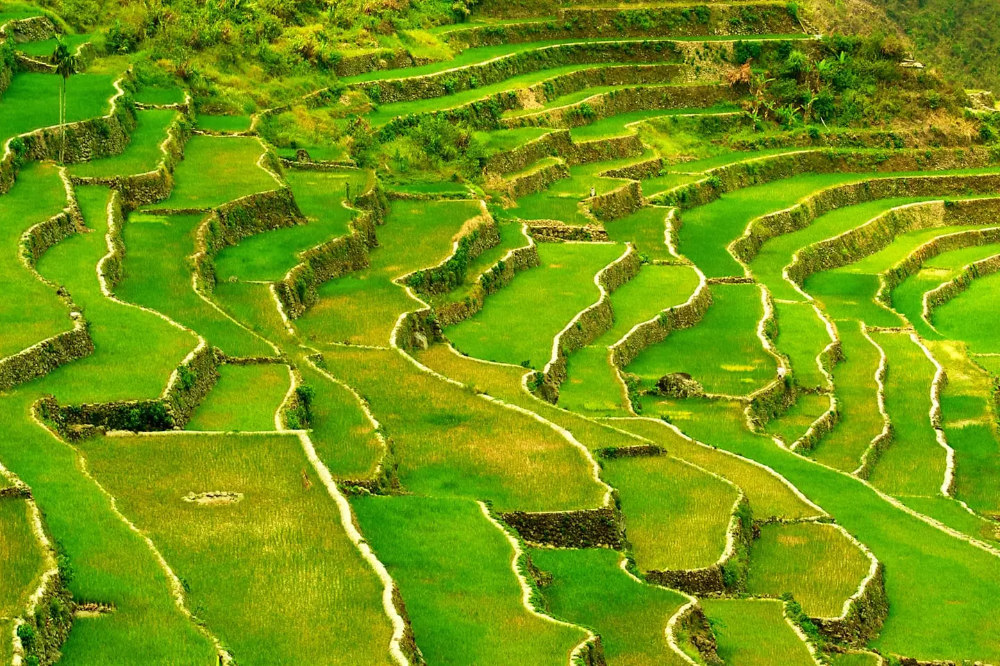 ✈ PHILIPPINEN | Manila - Juwelen der Philippinien in 3* und 4* Hote...