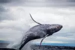 2-Hour Oahu Whale Watch from Ala Wai Harbor, Waikiki