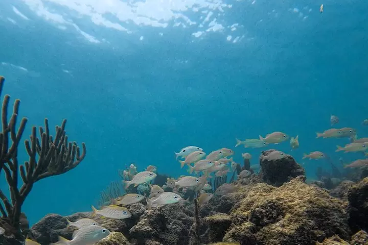 Snorkeling Xtreme Cancun Adventure with zip lines and abseiling