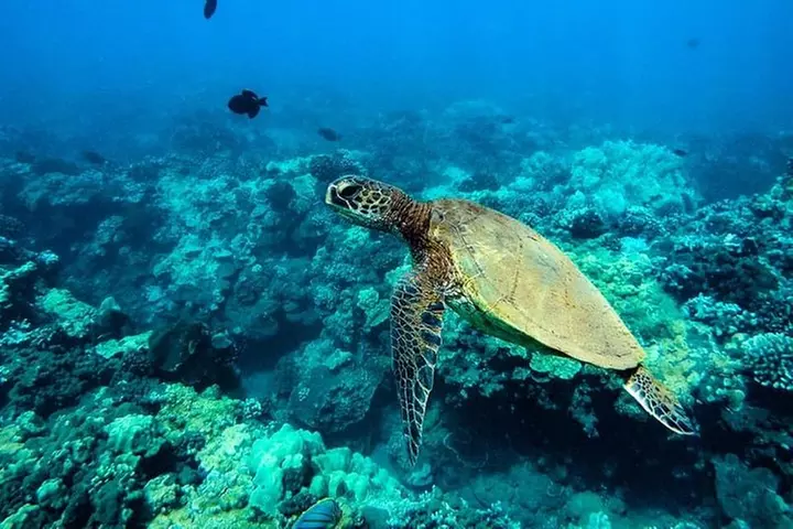 Lanai Deluxe Dolphin Adventure & 3 Snorkel Sites