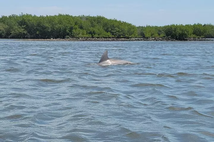 New Smyrna Dolphin and Manatee Kayak and SUP Adventure Tour