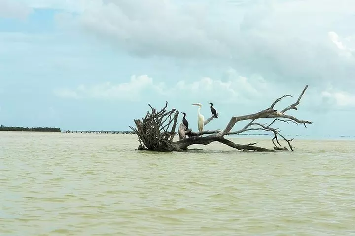 Holbox adventure and Pasion Island Cenote